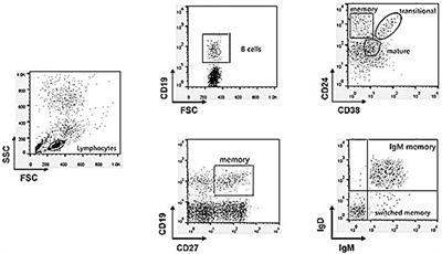 Altered B-Lymphocyte Homeostasis in Idiopathic Nephrotic Syndrome